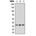 LifeSab™ PDHA1 Rabbit pAb (50 µl)