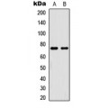 LifeSab™ NF-kappaB p65 (pT254) Rabbit pAb (50 µl)