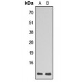 LifeSab™ RPL39 Rabbit pAb (50 µl)