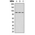 LifeSab™ MSK1 Rabbit pAb (50 µl)