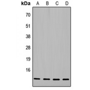 LifeSab™ Histone H4 Rabbit pAb (50 µl)