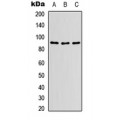 LifeSab™ HSP90 beta Rabbit pAb (50 µl)