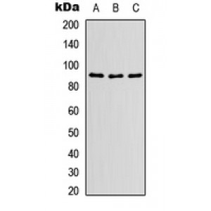 LifeSab™ HSP90 beta Rabbit pAb (50 µl)