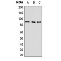 LifeSab™ CD29 (pT789) Rabbit pAb (50 µl)