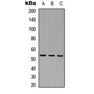 LifeSab™ TPL2 Rabbit pAb (50 µl)