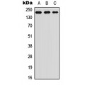 LifeSab™ TRAP220 (pT1457) Rabbit pAb (50 µl)