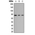 LifeSab™ PKC iota/zeta (pT412/410) Rabbit pAb (50 µl)