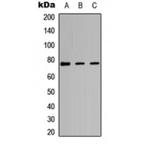 LifeSab™ PKC iota/zeta (pT412/410) Rabbit pAb (50 µl)