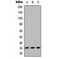 LifeSab™ SPIN1 Rabbit pAb (50 µl)