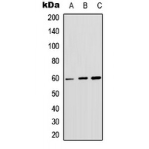 LifeSab™ AKT (pS246) Rabbit pAb (50 µl)