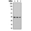 LifeSab™ Cyclin H Rabbit pAb (50 µl)