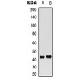 LifeSab™ CREB (pS142) Rabbit pAb (50 µl)