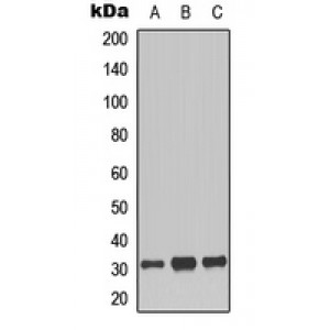 LifeSab™ Histone H1 (pT17) Rabbit pAb (50 µl)