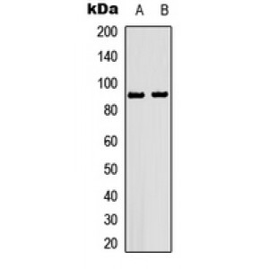 LifeSab™ HSP90 beta (pS226) Rabbit pAb (50 µl)