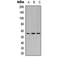 LifeSab™ Kir3.1 (pS185) Rabbit pAb (50 µl)