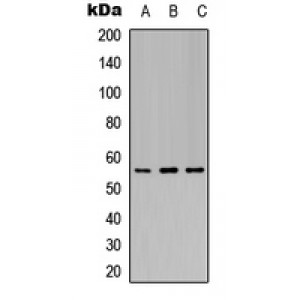 LifeSab™ Kir3.1 (pS185) Rabbit pAb (50 µl)