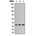 LifeSab™ MKK4 Rabbit pAb (50 µl)