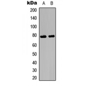 LifeSab™ Ezrin/Radixin/Moesin (pT567/564/558) Rabbit pAb (50 µl)