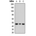 LifeSab™ p47 phox Rabbit pAb (50 µl)