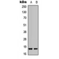 LifeSab™ PIN1 Rabbit pAb (50 µl)