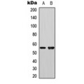 LifeSab™ PLK1 Rabbit pAb (50 µl)