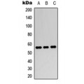 LifeSab™ PPAR gamma Rabbit pAb (50 µl)