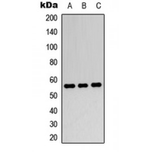 LifeSab™ PPAR gamma Rabbit pAb (50 µl)