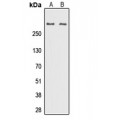 LifeSab™ DNA Polymerase zeta Rabbit pAb (50 µl)