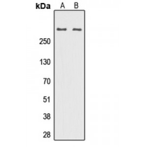 LifeSab™ DNA Polymerase zeta Rabbit pAb (50 µl)