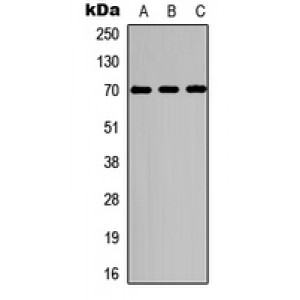 LifeSab™ S6K1 (pT229) Rabbit pAb (50 µl)