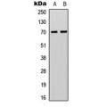 LifeSab™ S6K1 (pT412) Rabbit pAb (50 µl)