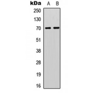 LifeSab™ S6K1 (pT412) Rabbit pAb (50 µl)