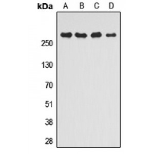 LifeSab™ mTOR (pS2448) Rabbit pAb (50 µl)