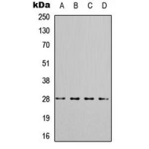 LifeSab™ 14-3-3 theta/tau (pS232) Rabbit pAb (50 µl)