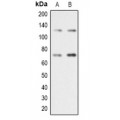 LifeSab™ RAD21 Rabbit pAb (50 µl)