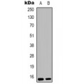 LifeSab™ RPS12 Rabbit pAb (50 µl)