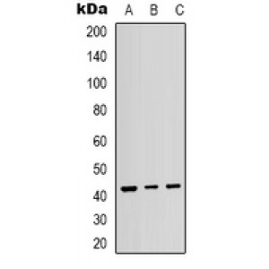 LifeSab™ p38 (pT180/Y182) Rabbit pAb (50 µl)