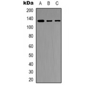 LifeSab™ JAK2 Rabbit pAb (50 µl)