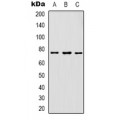 LifeSab™ GAB1 Rabbit pAb (50 µl)