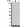 LifeSab™ C/EBP gamma Rabbit pAb (50 µl)