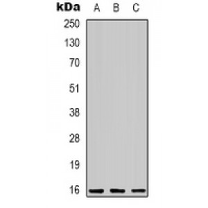 LifeSab™ C/EBP gamma Rabbit pAb (50 µl)