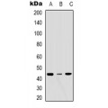 LifeSab™ ERGIC3 Rabbit pAb (50 µl)