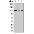 LifeSab™ MSH2 Rabbit pAb (50 µl)