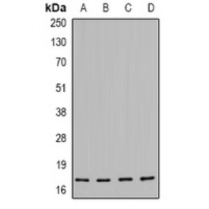 LifeSab™ HSP20 (pS16) Rabbit pAb (50 µl)