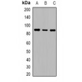 LifeSab™ Cadherin 20 Rabbit pAb (50 µl)