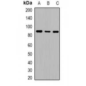 LifeSab™ Cadherin 20 Rabbit pAb (50 µl)