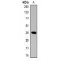 LifeSab™ CREB (pS129) Rabbit pAb (50 µl)