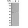 LifeSab™ MID1 Rabbit pAb (50 µl)