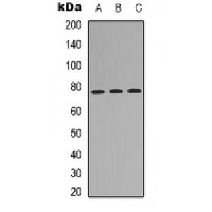 LifeSab™ MID1 Rabbit pAb (50 µl)