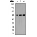 LifeSab™ PKC theta Rabbit pAb (50 µl)